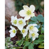 Ciemiernik biały 'White January' Helleborus niger