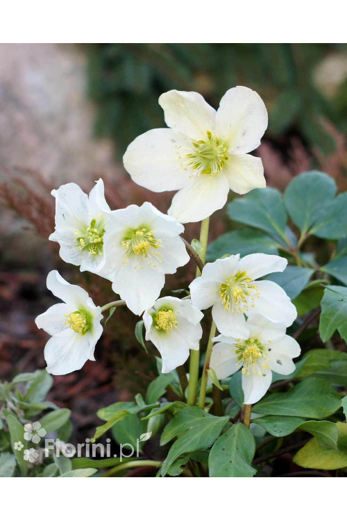 Ciemiernik biały 'White January' Helleborus niger