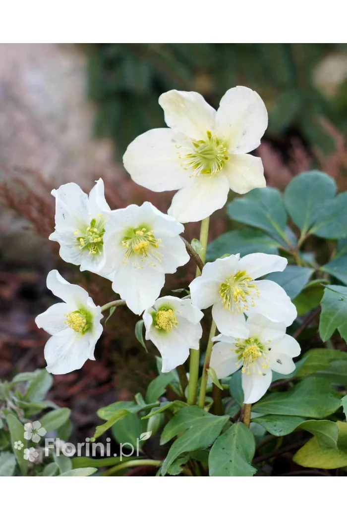 Ciemiernik biały 'White January' Helleborus niger