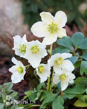 Ciemiernik biały 'White January' Helleborus niger