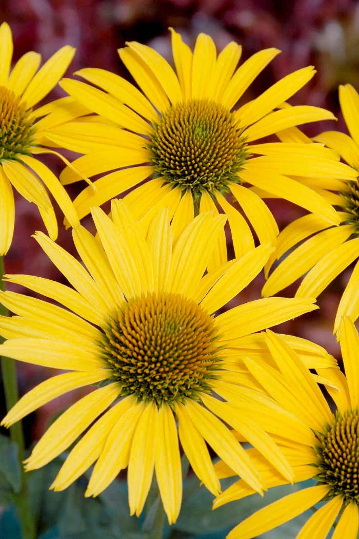 Jeżówka 'Mac'n'Cheese' Echinacea