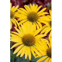 Jeżówka 'Mac'n'Cheese' Echinacea