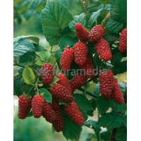 Malina 'Tulameen' Rubus idaeus