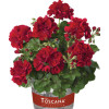 Pelargonia bluszczolistna 'Ruben' (odmiana półpełna)