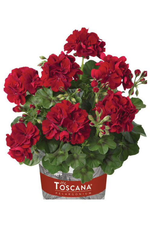 Pelargonia bluszczolistna 'Ruben' (odmiana półpełna)