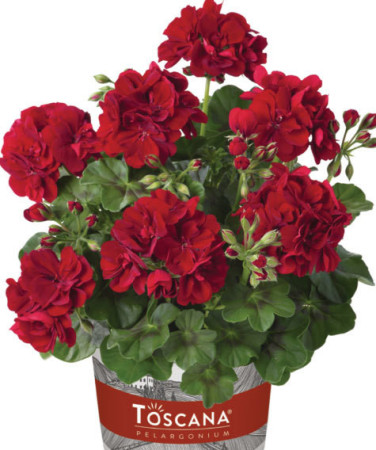 Pelargonia bluszczolistna 'Ruben' (odmiana półpełna)