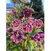 Ciemiernik orientalny 'Double Ellen Purple' | Helleborus orientalis