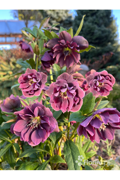 Ciemiernik orientalny 'Double Ellen Purple' | Helleborus orientalis