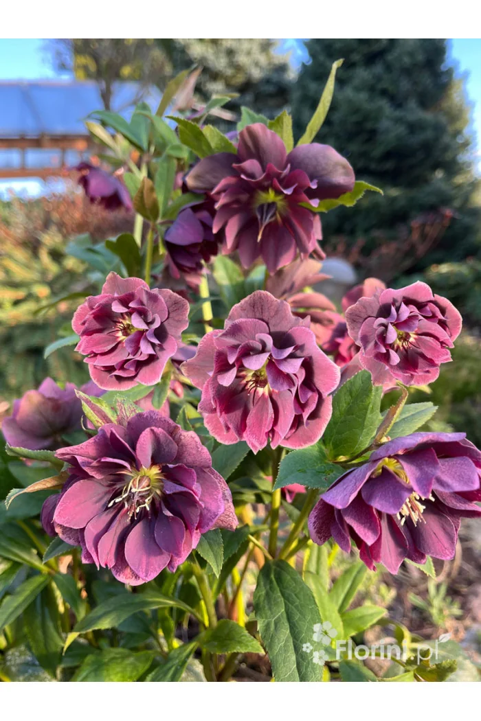 Ciemiernik orientalny 'Double Ellen Purple' | Helleborus orientalis