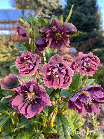 Ciemiernik orientalny 'Double Ellen Purple' | Helleborus orientalis