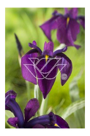 Kosaciec (Irys) mieczolistny 'Variegata' Iris ensata