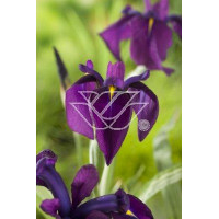 Kosaciec (Irys) mieczolistny 'Variegata' Iris ensata