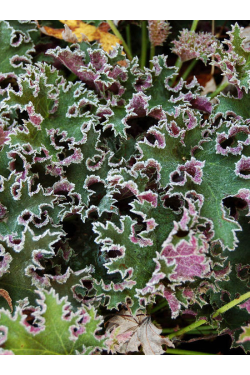 Żurawka 'Sashay' Heuchera
