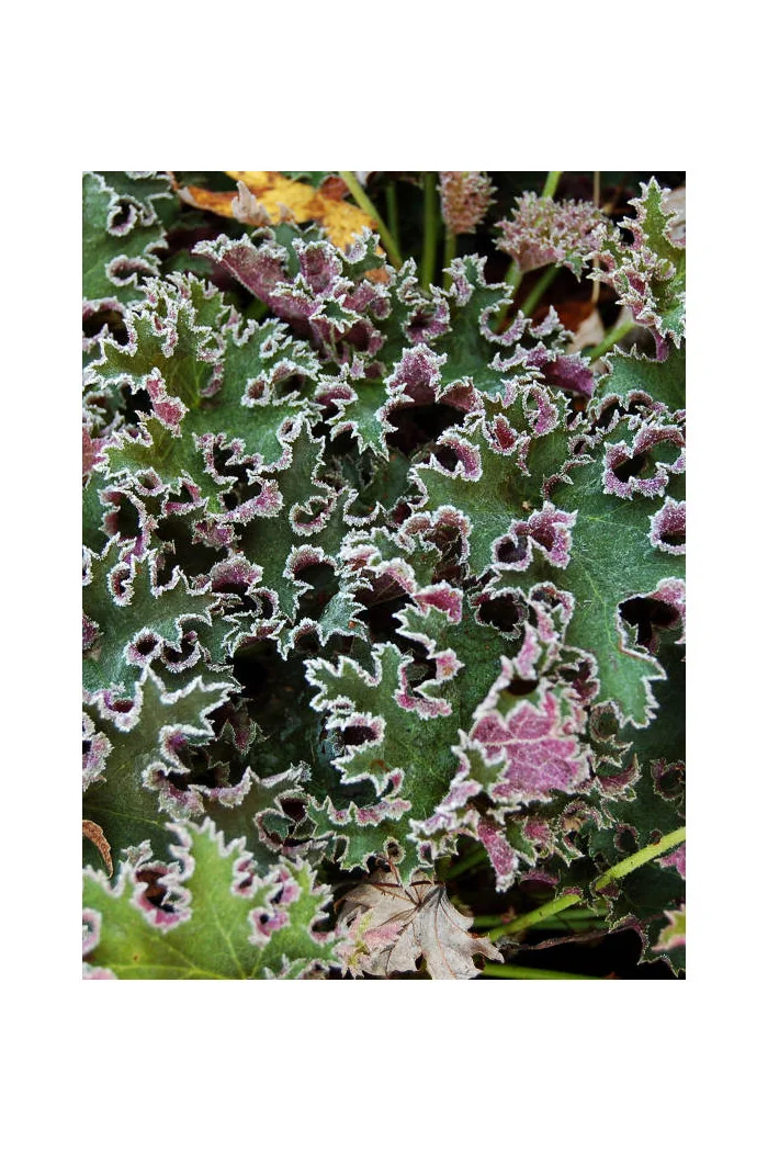 Żurawka 'Sashay' Heuchera