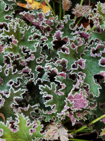 Żurawka 'Sashay' Heuchera