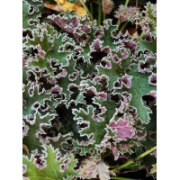 Żurawka 'Sashay' Heuchera