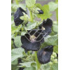 Malwa czarna Alcea rosea var. nigra