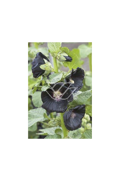 Malwa czarna Alcea rosea var. nigra