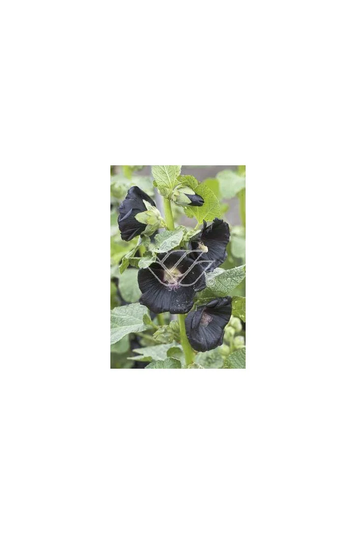 Malwa czarna Alcea rosea var. nigra