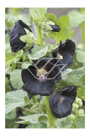 Malwa czarna Alcea rosea var. nigra