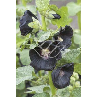 Malwa czarna Alcea rosea var. nigra