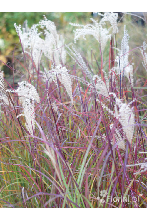 Miskant chiński 'Ruby Cute' | Miscanthus sinensis