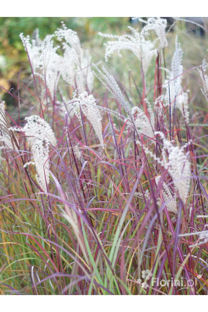 Miskant chiński 'Ruby Cute' | Miscanthus sinensis