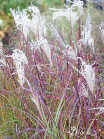 Miskant chiński 'Ruby Cute' | Miscanthus sinensis
