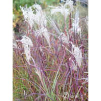 Miskant chiński 'Ruby Cute' | Miscanthus sinensis