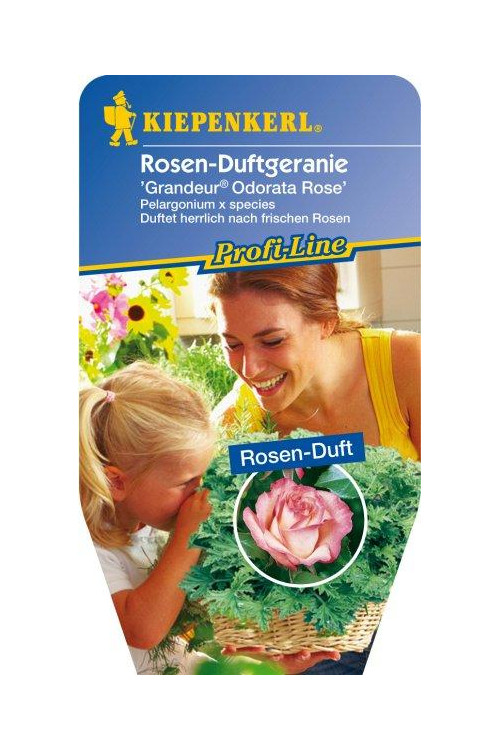 pelargonia zapachowa, pelargonia różana, pelargonia o zapachu róży