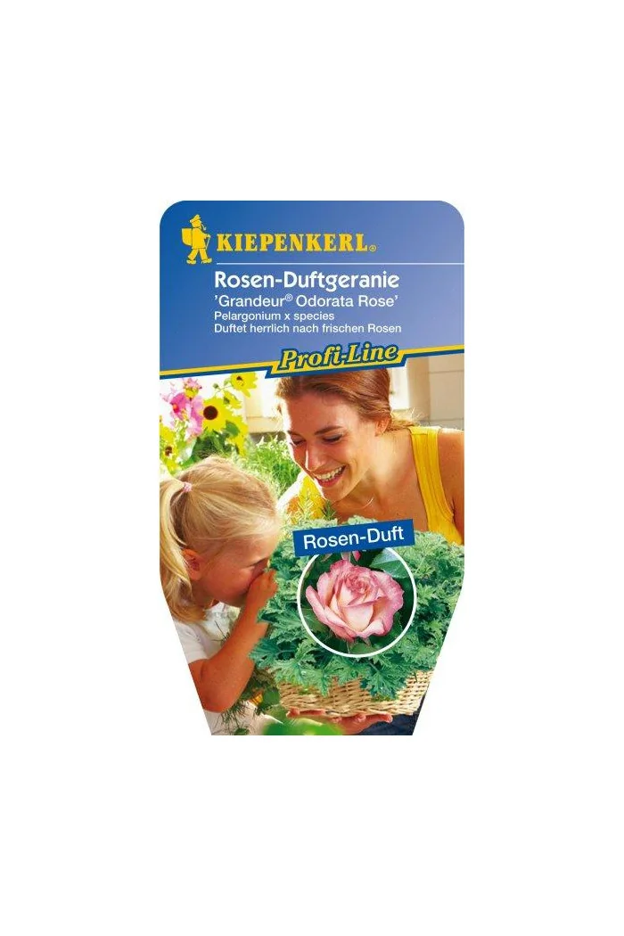 pelargonia zapachowa, pelargonia różana, pelargonia o zapachu róży