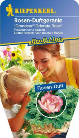 pelargonia zapachowa, pelargonia różana, pelargonia o zapachu róży