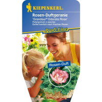 pelargonia zapachowa, pelargonia różana, pelargonia o zapachu róży