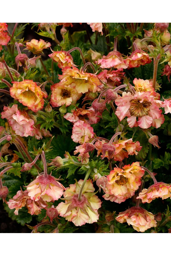 Kuklik 'Petticoats Peach | Geum