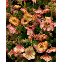 Kuklik 'Petticoats Peach | Geum