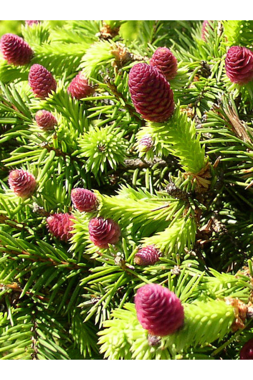 Świerk pospolity 'Pusch' Picea abies