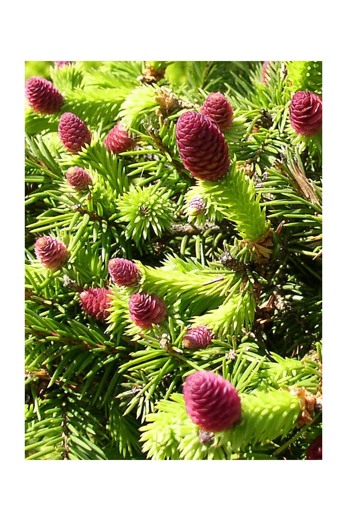 Świerk pospolity 'Pusch' Picea abies