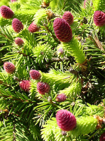 Świerk pospolity 'Pusch' Picea abies