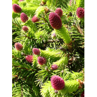 Świerk pospolity 'Pusch' Picea abies