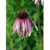 Jeżówka blada| Echinacea pallida