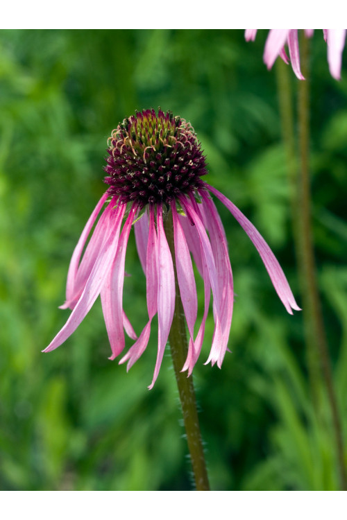 Jeżówka blada| Echinacea pallida