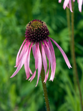 Jeżówka blada| Echinacea pallida