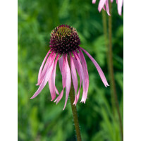 Jeżówka blada| Echinacea pallida