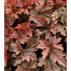 Żuraweczka 'Gunsmoke' Heucherella
