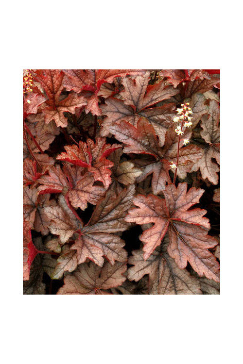 Żuraweczka 'Gunsmoke' Heucherella