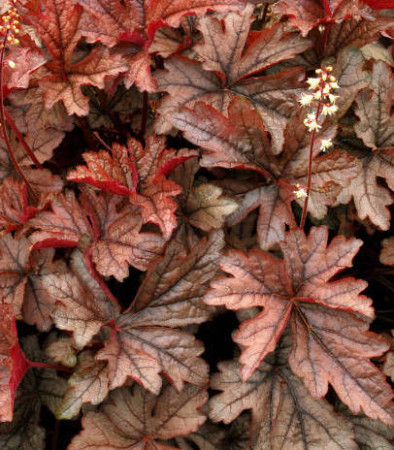 Żuraweczka 'Gunsmoke' Heucherella