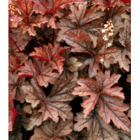 Żuraweczka 'Gunsmoke' Heucherella