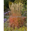 Miskant chiński 'Ghana' | Miscanthus sinensis