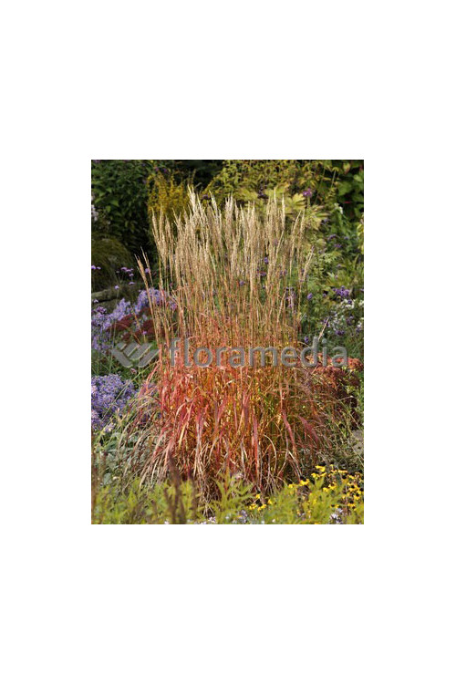 Miskant chiński 'Ghana' | Miscanthus sinensis