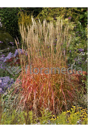 Miskant chiński 'Ghana' | Miscanthus sinensis